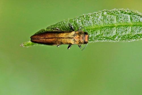 Réf. 259 764 : Agrilus sp.